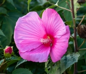 2021 09 15 LongFellowGardens 011